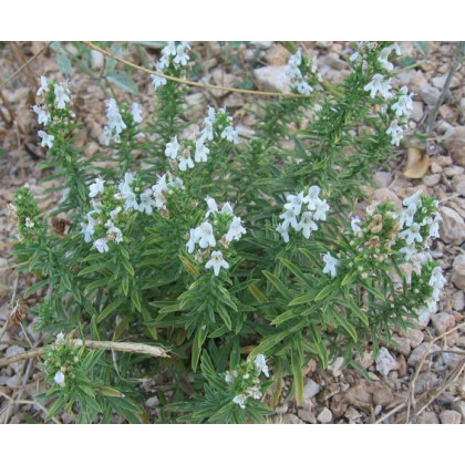 Bio saturejka horská - semená saturejky - semiačka - 0,3 gr