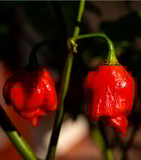 Chilli Trinidad Scorpion Moruga - Capsicum chinense - semená chilli - 5 ks