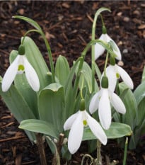 Snežienka Elwésova - Galanthus elwesii - cibule snežienky - cibuľky - 3 ks