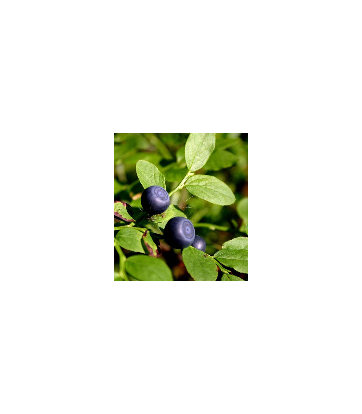 Čučoriedka čierna - Vaccinium myrtillus - semená čučoriedky - semiačka - 7 ks