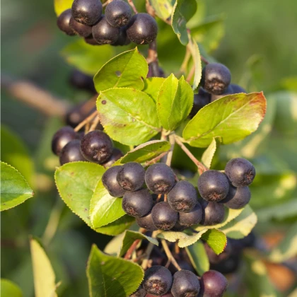 Arónia - čierny žeriav - Aronia arbutifolia - semená arónie - 7 ks