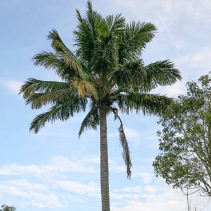 Palma Beccariophoenix madagaskarská - semená palmy - semiačka - 2 ks