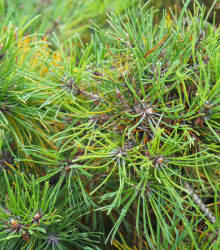 Borovica horská - Pinus mugo mughus - semená borovice - semiačka - 5 ks