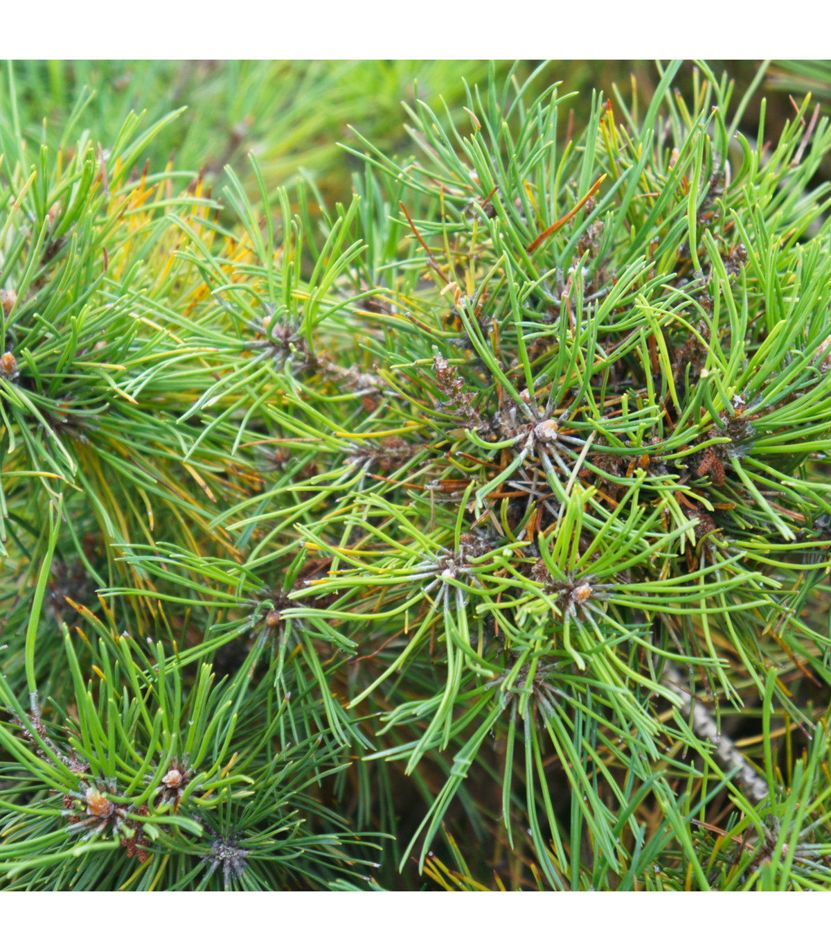 Borovica horská - Pinus mugo mughus - semená borovice - 5 ks