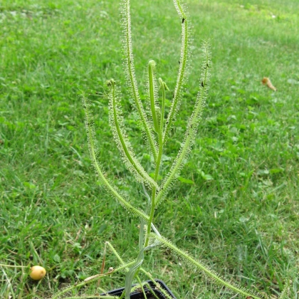 Rosička indická - Drosera indica - semená - 15 ks