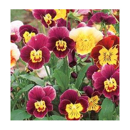 Fialka rohatá zmes Bambini - Viola cornuta - semená fialky - semiačka - 0,2 gr