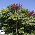 Šeflera actinophylla - Schefflera actinophylla - semená šeflery - semiačka - 6 ks