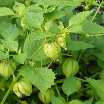 Tomatillo Verde - Physalis ixocarpa - semená tomatilla - 7 ks