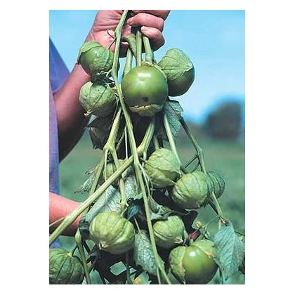 Machovka lepkavá Cisineros - Physalis ixocarpa - tomatillo - semená - 7 ks