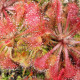 Rosička spathulata - Drosera spathulata - semená - 15 ks