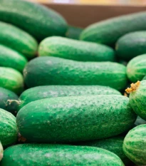 Uhorka nakladačka Othello F1 - Cucumis sativus - semená uhorky - 25 ks