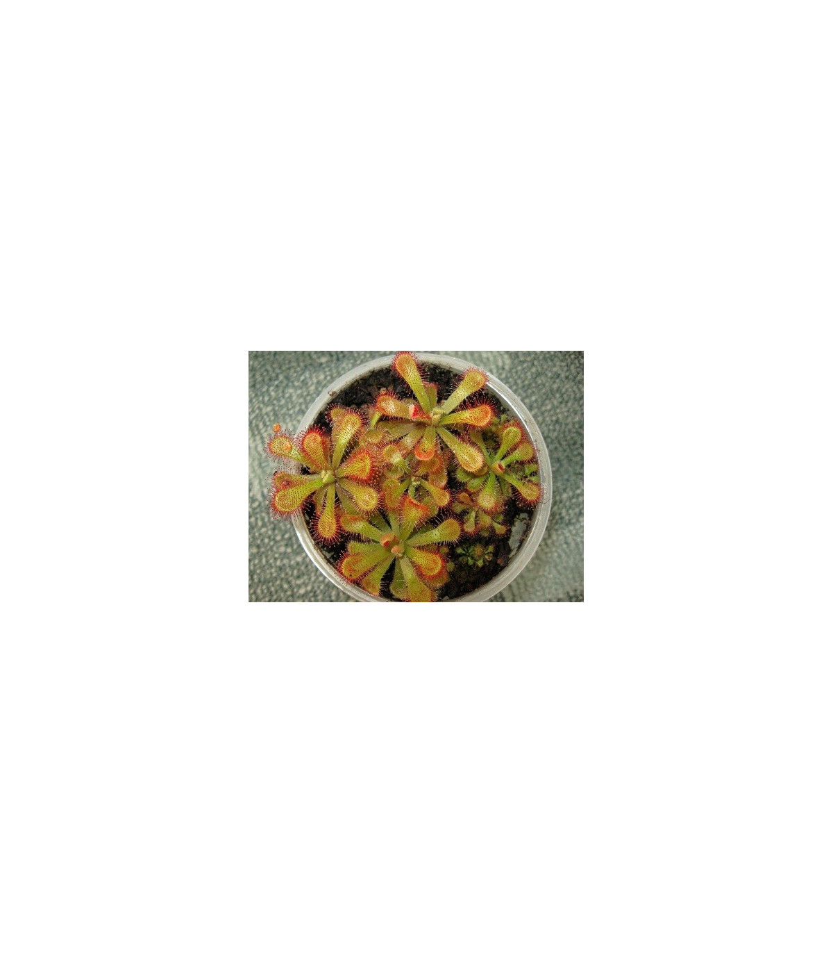 Rosička venusta - Drosera venusta - semená - 15 ks