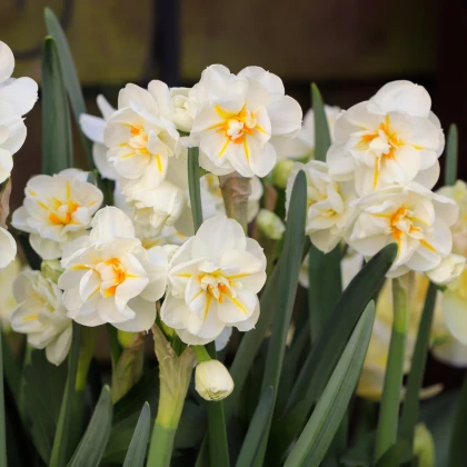 Narcis biely - W-Churchil - cibuľky narcisov - 3 ks