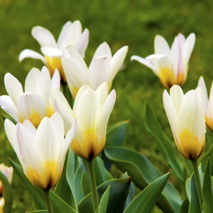 Tulipán Concerto - cibuľky tulipánov - 3 ks