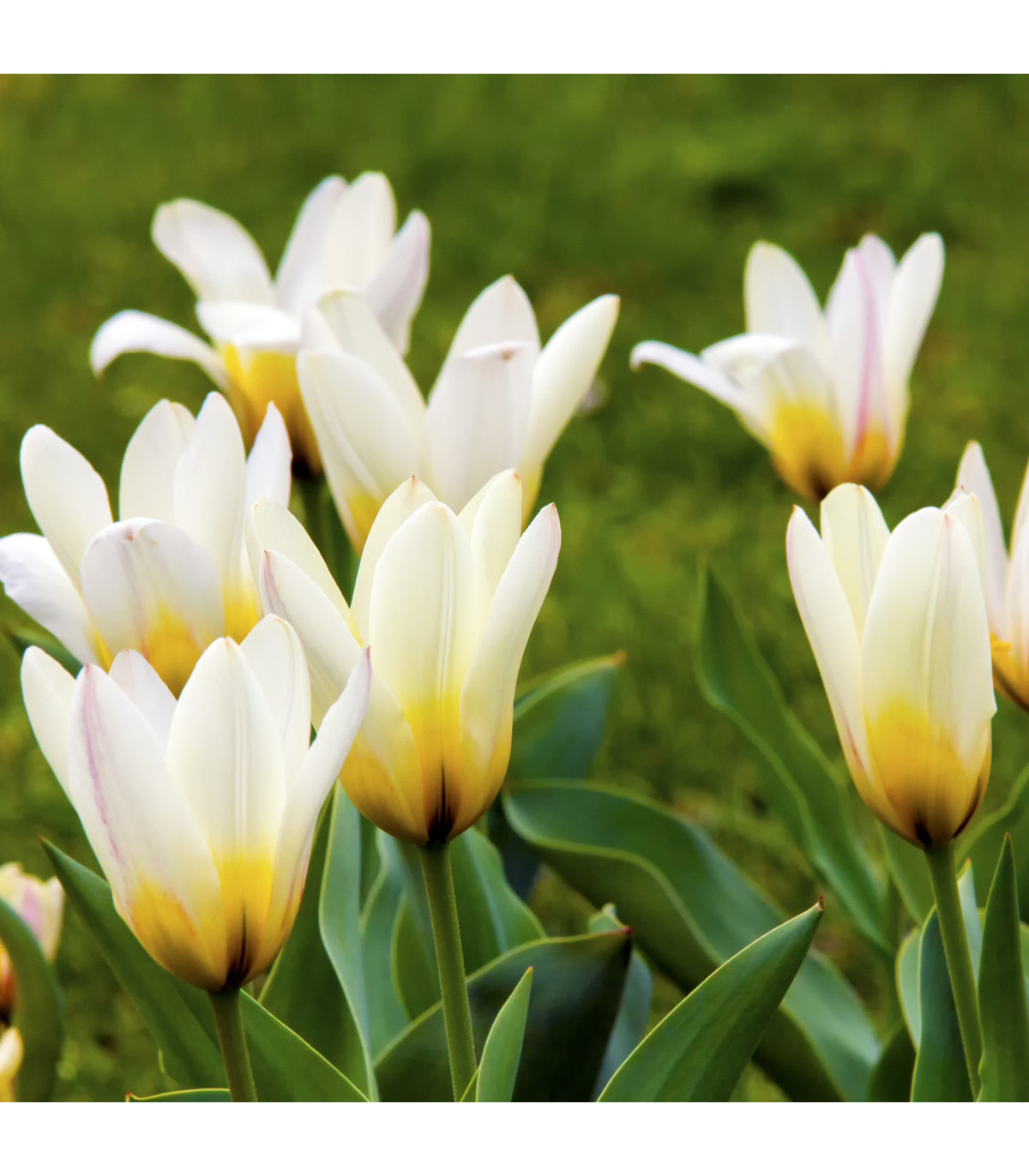 Tulipán Concerto - cibuľky tulipánov - 3 ks