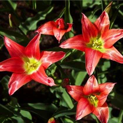 Tulipán LInifolia do skalky - holandské tulipány - cibuľky tulipánov - 3 ks