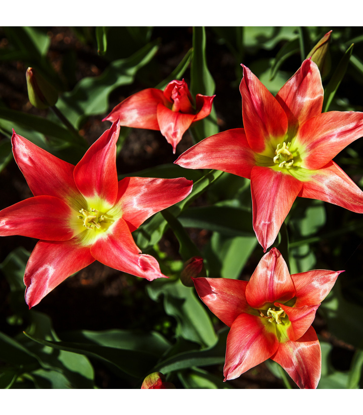 Tulipán LInifolia do skalky - holandské tulipány - cibuľky tulipánov - 3 ks