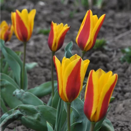 Tulipán nízky Stresa - cibuľky tulipánov - 3 ks