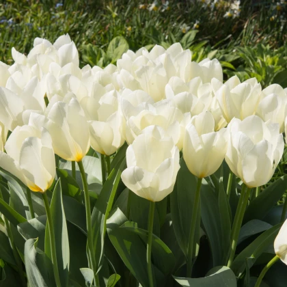 Tulipán Purissima - cibuľky tulipánov - 3 ks