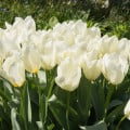 Tulipán Purissima - cibuľky tulipánov - 3 ks