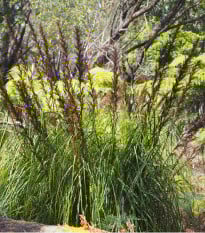 Ozdobná trstina - Gahnia filum - semená ozdobnej trstiny - 10 ks