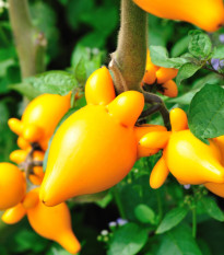 Solanum mammosum - Solanum mammosum - semená solana - 15 ks