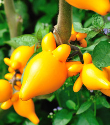 Solanum mammosum - Solanum mammosum - semená solana - 5 ks
