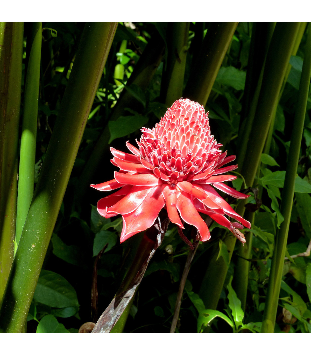 Zázvor ružový okrasný - Etlingera elatior - semená zázvoru - 3 ks