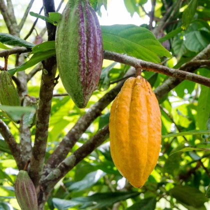 Kakaovník pravý žltý - Theobroma cacao - semená kakaovníka - 5 ks