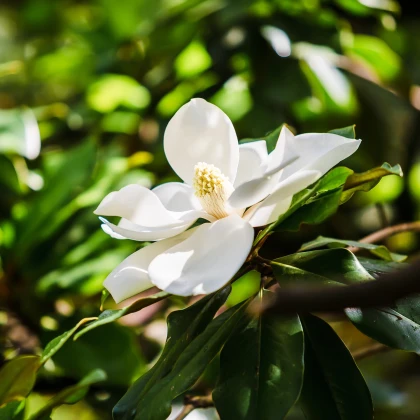 Magnólia veľkokvetá - Magnolia grandiflora - semená magnólie - 5 ks
