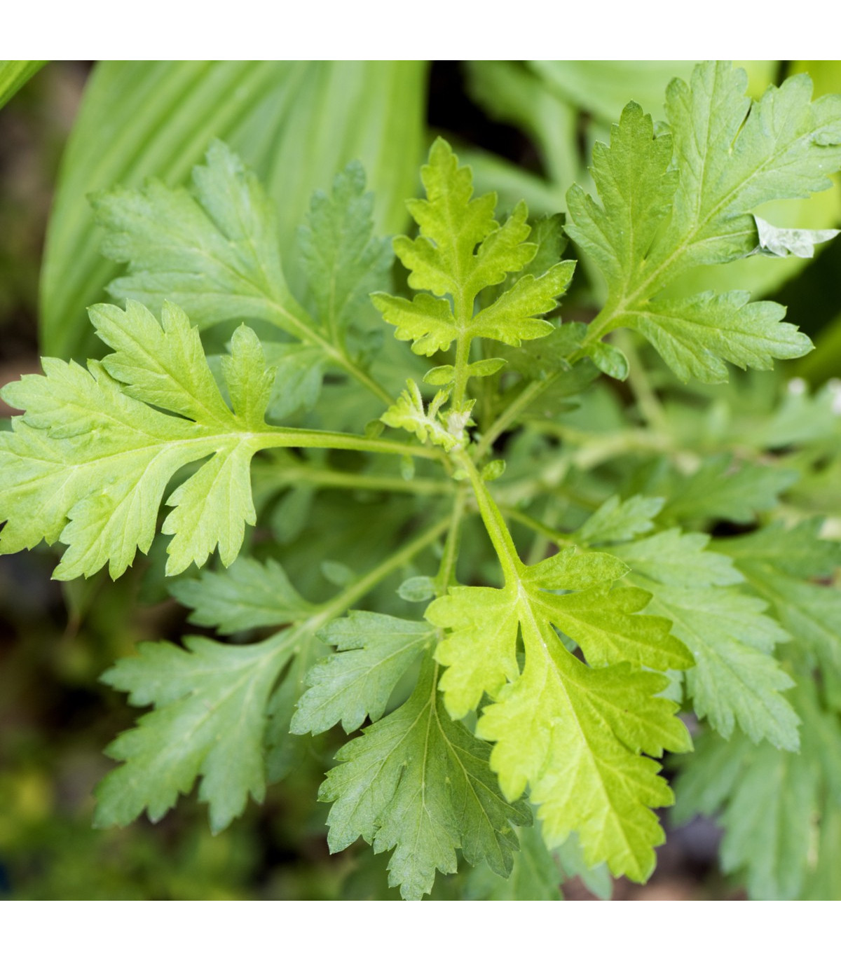 Palina ročná - Artemisia annua - semená paliny - semiačka - 0,02 gr