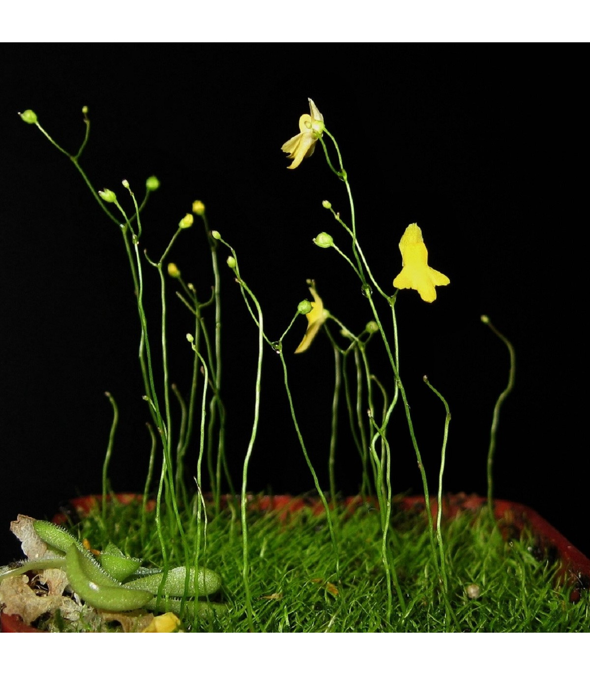 Bublinatka šidlovitá - Utricularia subulata - semená bublinatky - 15 ks