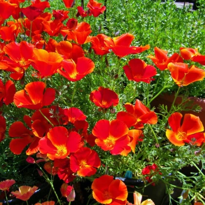 Slncovka kalifornská červená - Eschscholzia californica - semená slncovky - semiačka - 0,7 gr