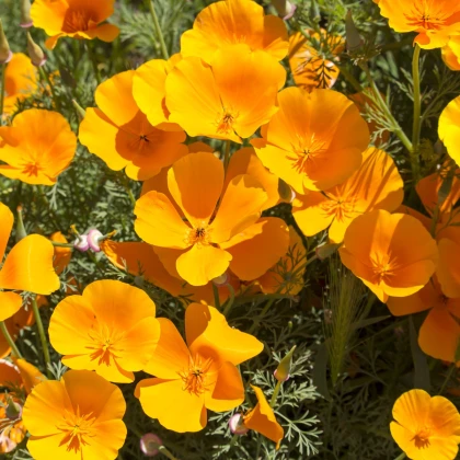 Slncovka kalifornská oranžová - Eschscholzia californica - semená slncovky - semiačka - 200 ks