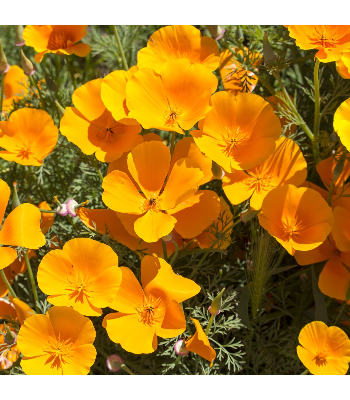 Slncovka kalifornská oranžová - Eschscholzia californica - semená slncovky - semiačka - 200 ks