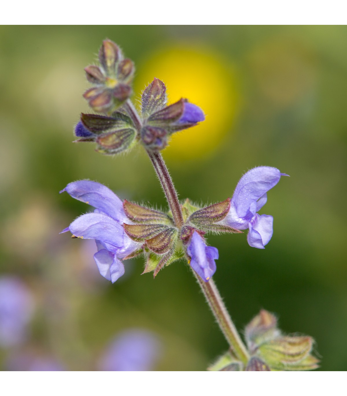 Šalvia železníkovitá - Salvia verbenaca - semená šalvie - 50 ks
