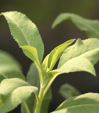 Šalvia biela - Salvia apiana - semená šalvie - 10 ks