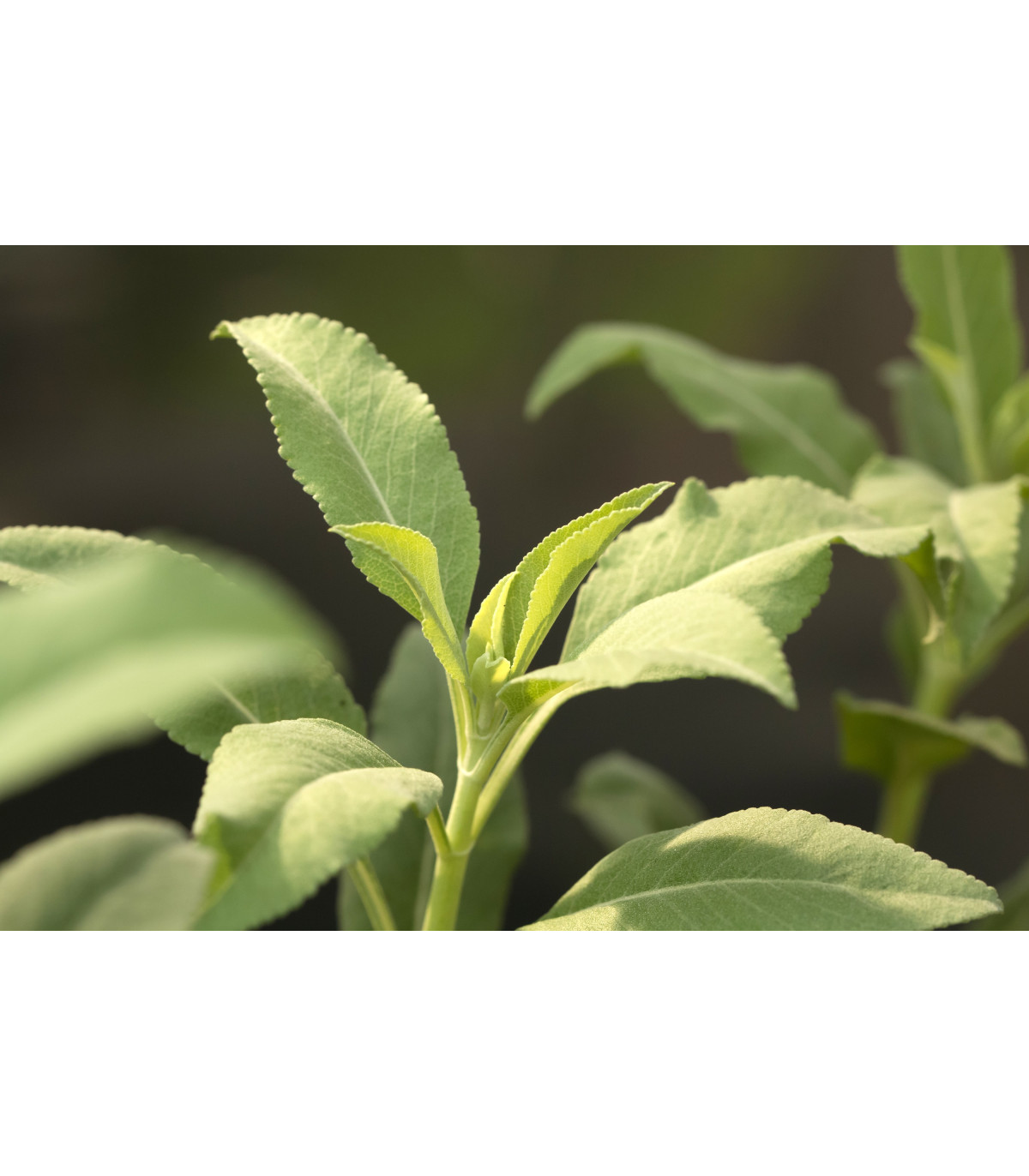 Šalvia biela - Salvia apiana - semená šalvie - 10 ks
