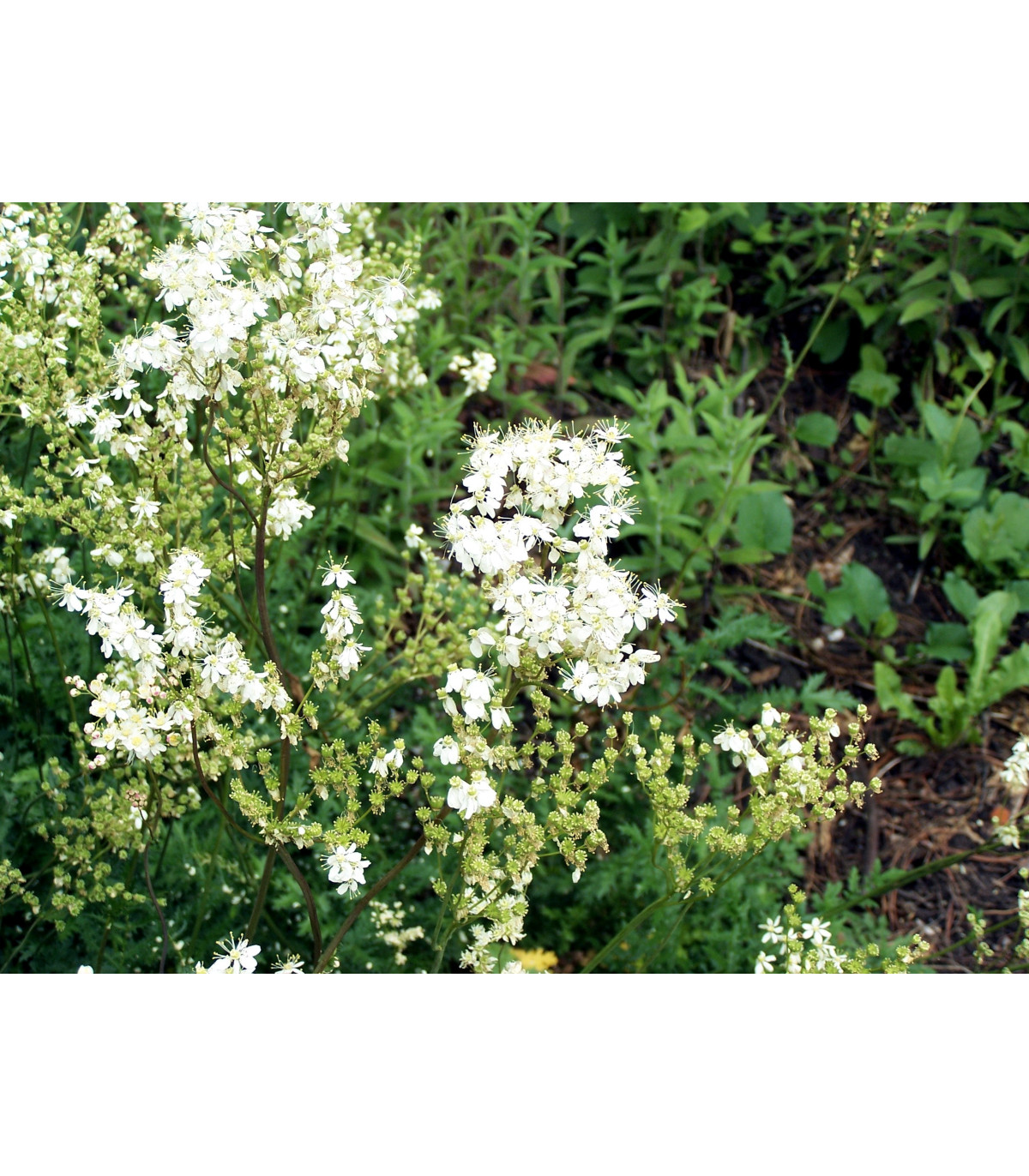 Túžobník obyčajný - Filipendula vulgaris - semená - 0,3 g