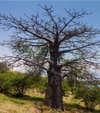 Baobab suarézsky - Adansonia suarezensis - semená baobabu - 2 ks
