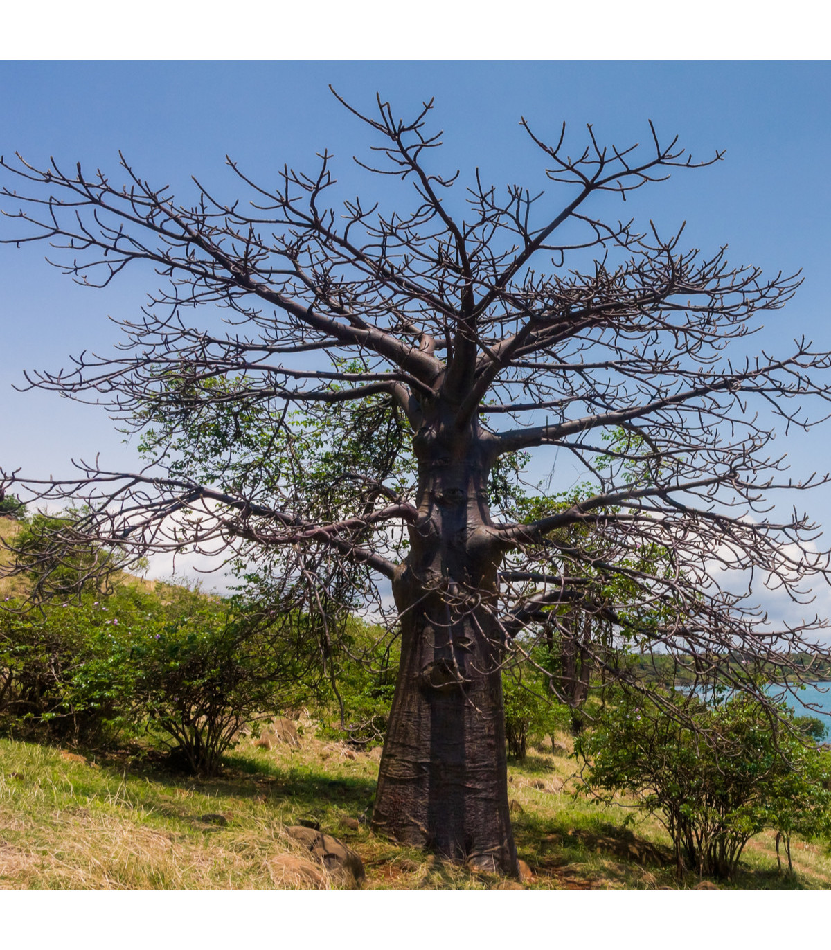 Baobab suarézsky - Adansonia suarezensis - semená baobabu - 2 ks