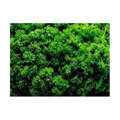 Petržlen Clivi - Petroselinum crispum - semená petržlenu - semiačka - 1 gr