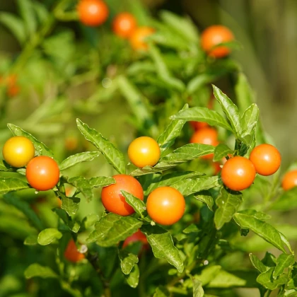 Solanum sessiliflorum - Solanum sessiliflorum - semená solanomu - 10 ks