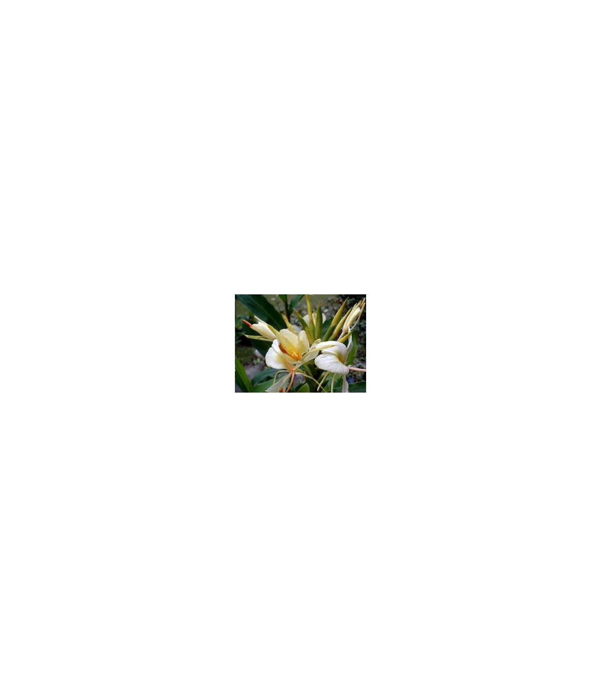 Okrasný zázvor - Hedychium - semená zázvoru - 2 ks
