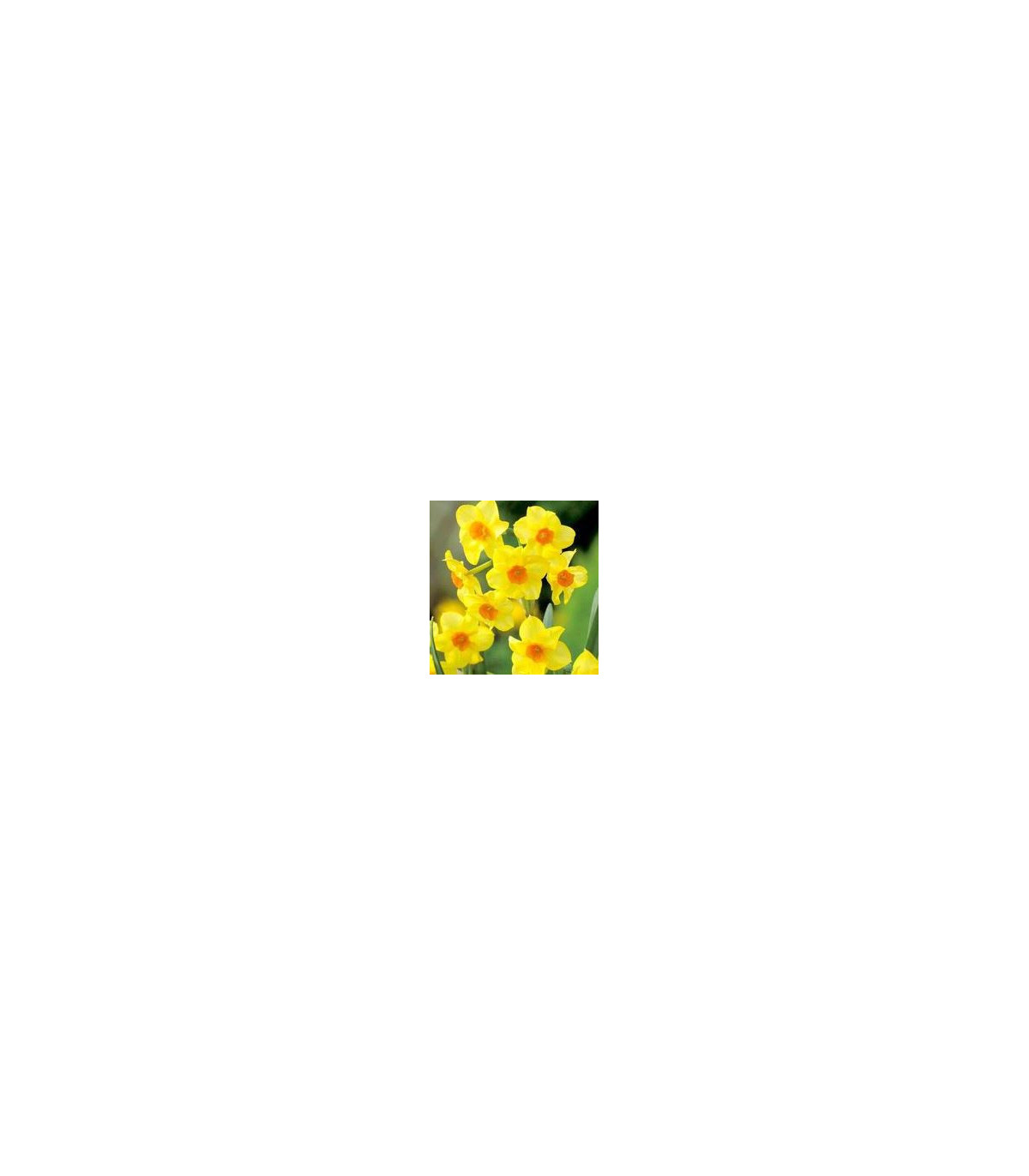 Narcis - Trelawney zlatý - predaj cibuľovín - 3 ks