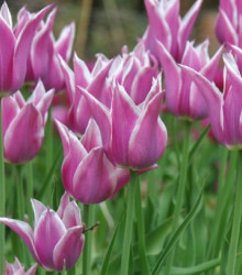 Tulipán Ballade - predaj cibuľovín - holandské tulipány - 3 ks