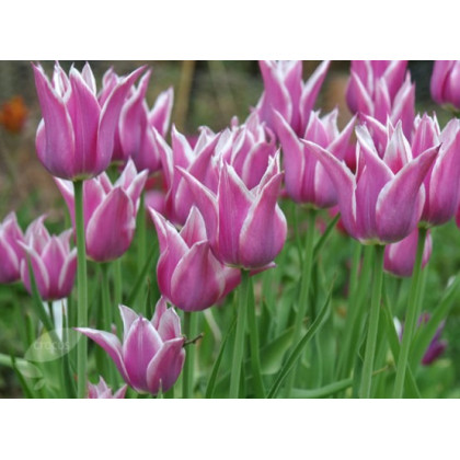 Tulipán Ballade - Tulipa - predaj cibuľovín - 3 ks