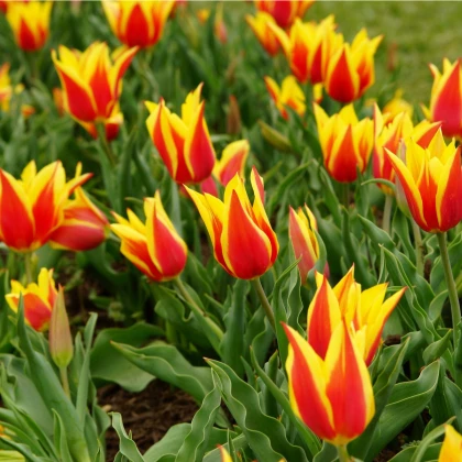 Tulipán Aladdin - Tulipa - predaj cibuľovín - 3 ks