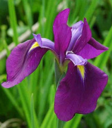 Kosatec japonský- Iris ensata- semena- 5 ks