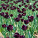 Tulipány